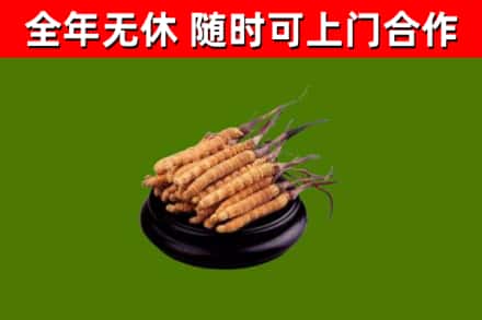 镇江烟酒回收冬虫夏草.jpg